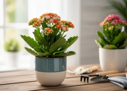 kalanchoe pot plant